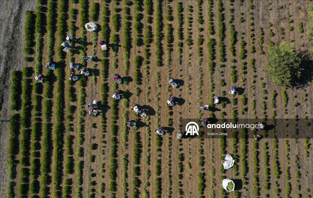 Kocaeli'de kuraklıktan etkilenmeyen biberiyenin hasadına başlandı