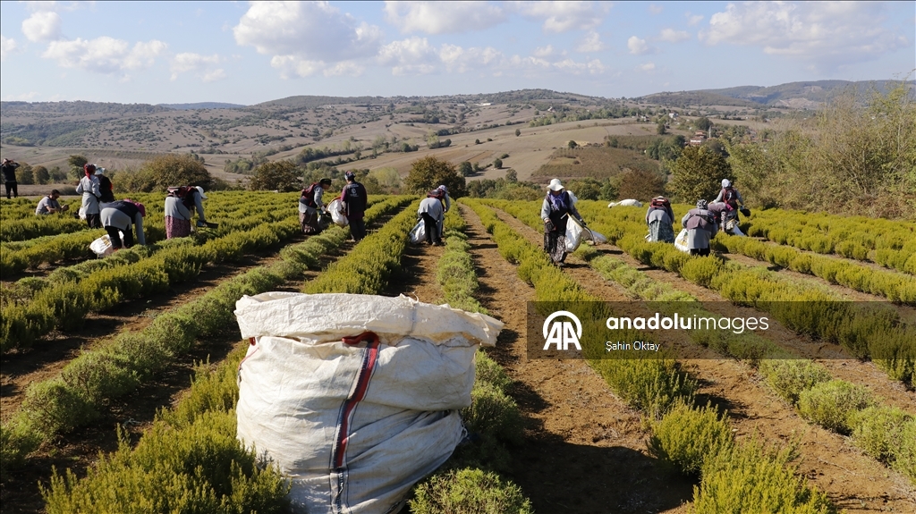 Kocaeli'de kuraklıktan etkilenmeyen biberiyenin hasadına başlandı