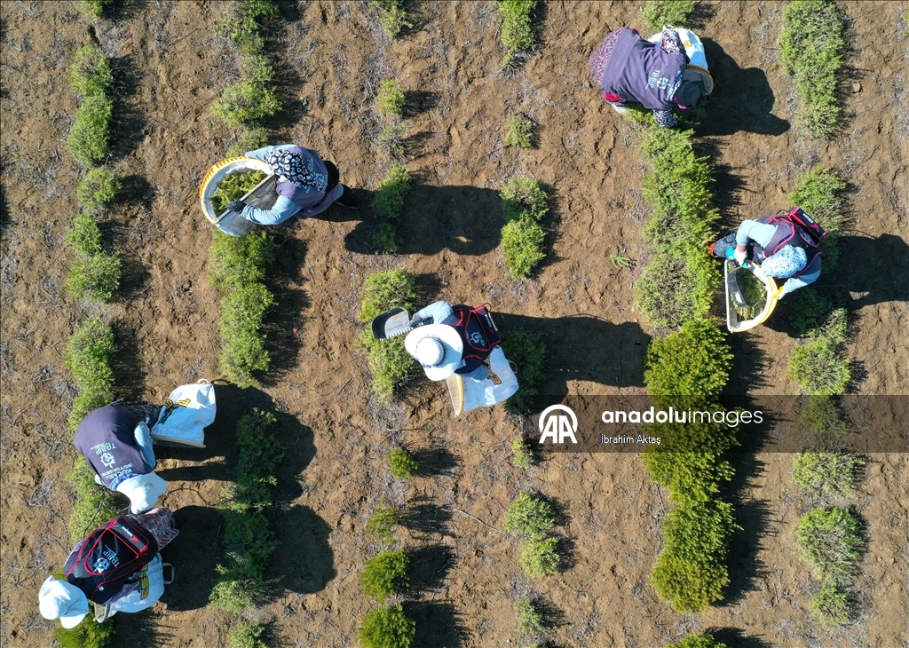 Kocaeli'de kuraklıktan etkilenmeyen biberiyenin hasadına başlandı