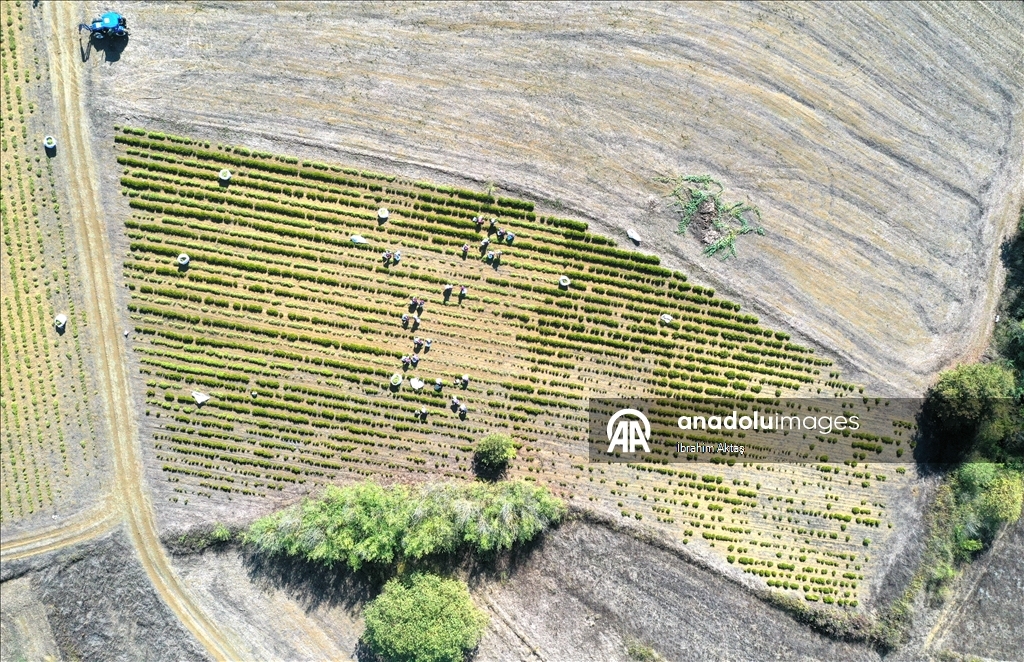 Kocaeli'de kuraklıktan etkilenmeyen biberiyenin hasadına başlandı