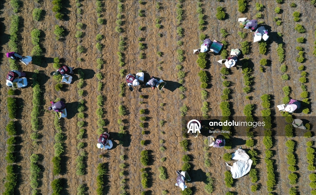 Kocaeli'de kuraklıktan etkilenmeyen biberiyenin hasadına başlandı