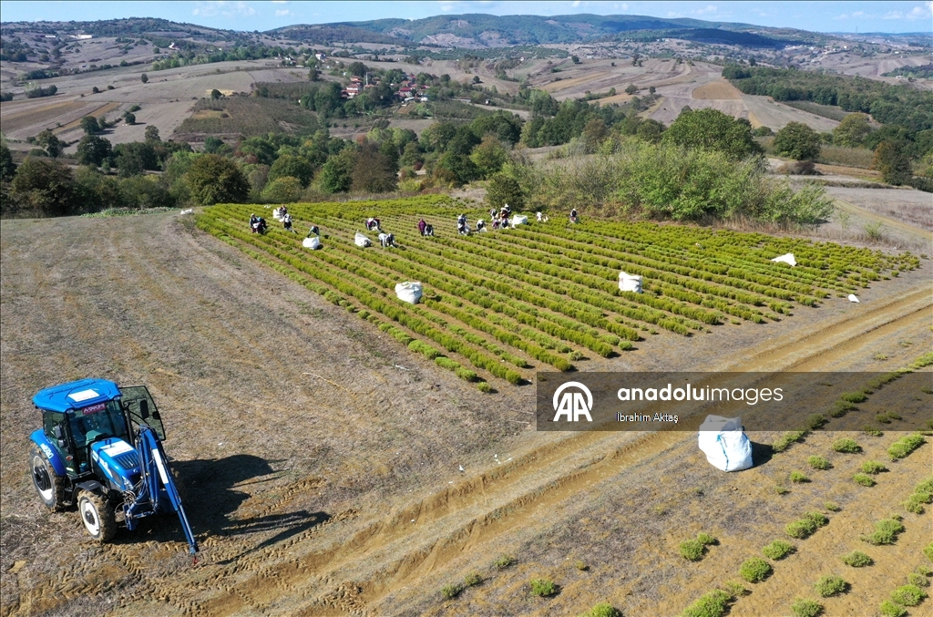 Kocaeli'de kuraklıktan etkilenmeyen biberiyenin hasadına başlandı