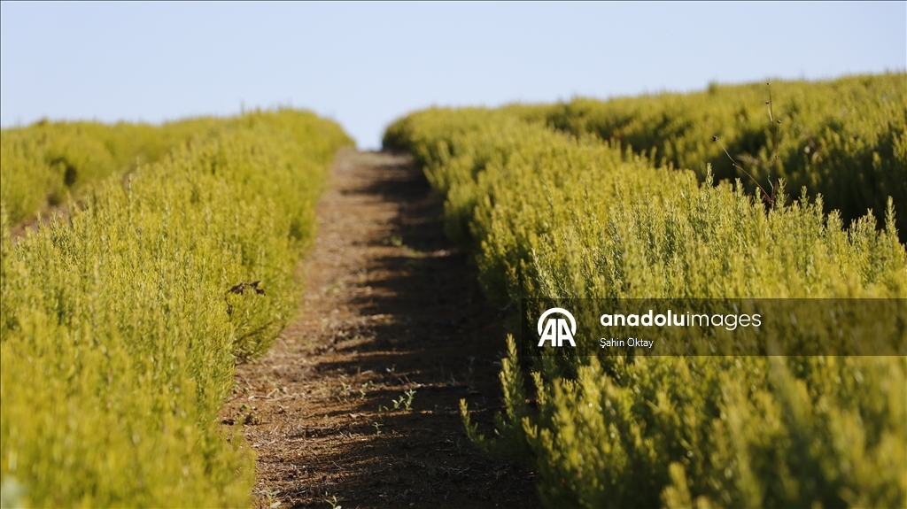 Kocaeli'de kuraklıktan etkilenmeyen biberiyenin hasadına başlandı