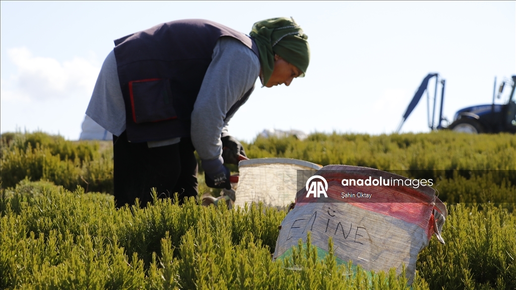 Kocaeli'de kuraklıktan etkilenmeyen biberiyenin hasadına başlandı