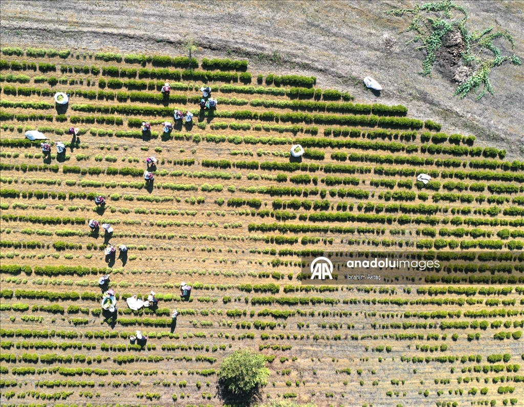 Kocaeli'de kuraklıktan etkilenmeyen biberiyenin hasadına başlandı