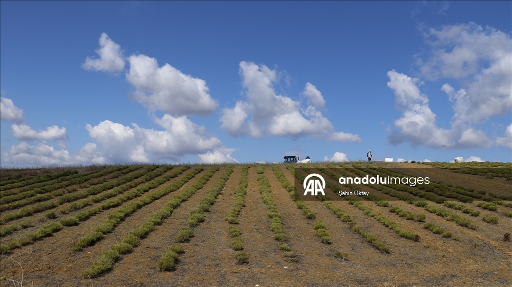 Kocaeli'de kuraklıktan etkilenmeyen biberiyenin hasadına başlandı