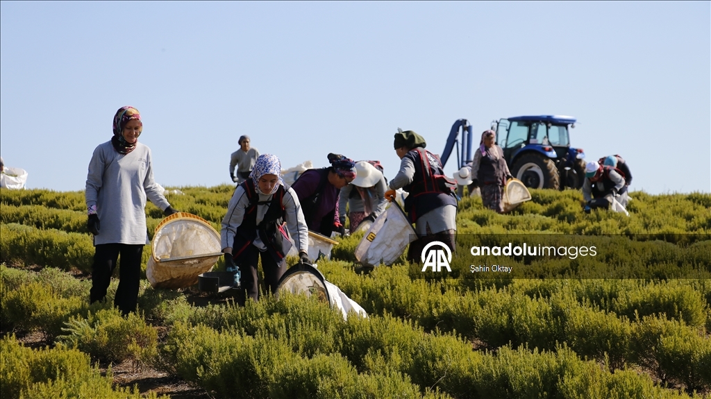 Kocaeli'de kuraklıktan etkilenmeyen biberiyenin hasadına başlandı