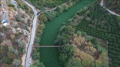 Река Аси в турецком Хатае вновь покрылась водяными гиацинтами
