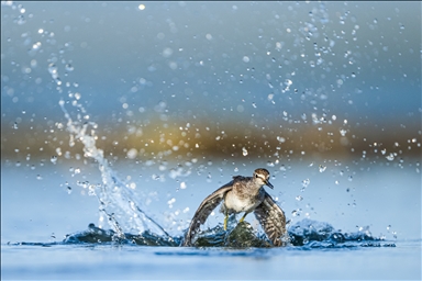 Водные процедуры перелетных птиц