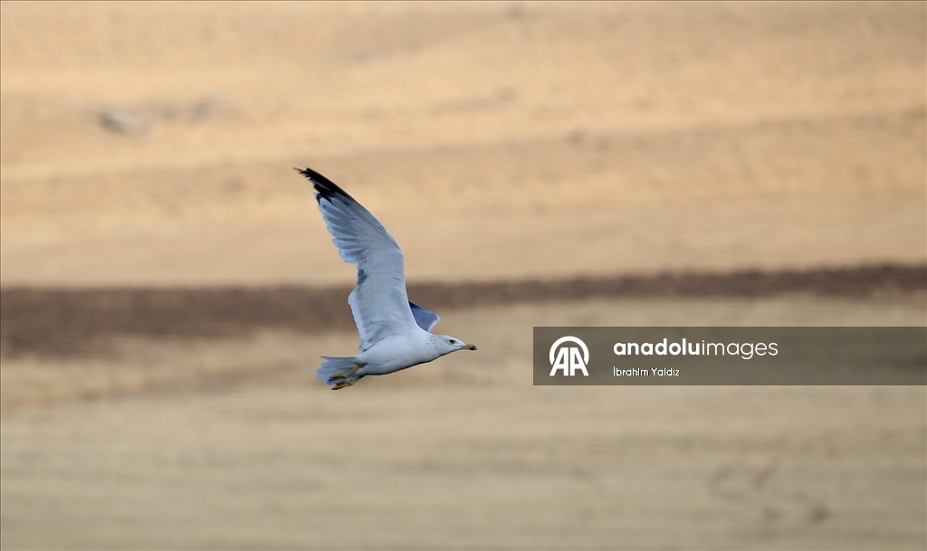 Göç yolculuğu başladı, Muş'taki sulak alanlar kuşlarla şenlendi