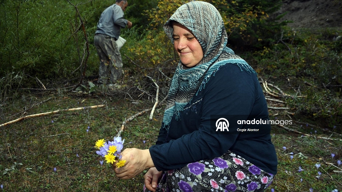 Yayladan dönüşün habercisi "vargit" çiçekleri Ilgaz Dağı'nı süsledi