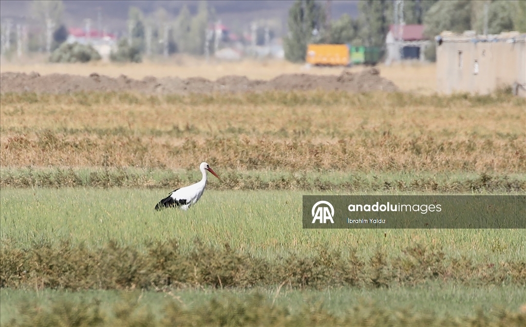 Göç yolculuğu başladı, Muş'taki sulak alanlar kuşlarla şenlendi