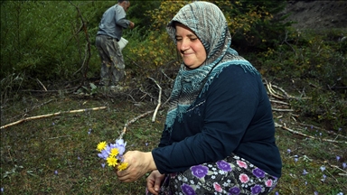 Yayladan dönüşün habercisi "vargit" çiçekleri Ilgaz Dağı'nı süsledi