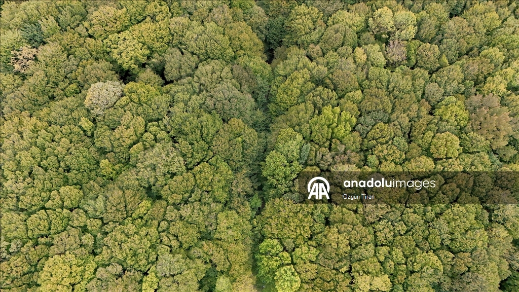 Istranca forests painted in the colors of autumn