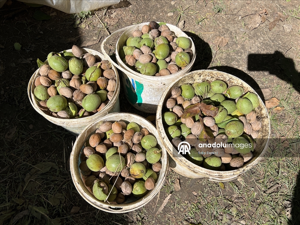 Kaş'ta ceviz hasadı başladı