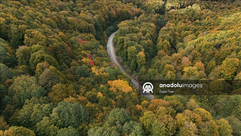 Istranca forests painted in the colors of autumn