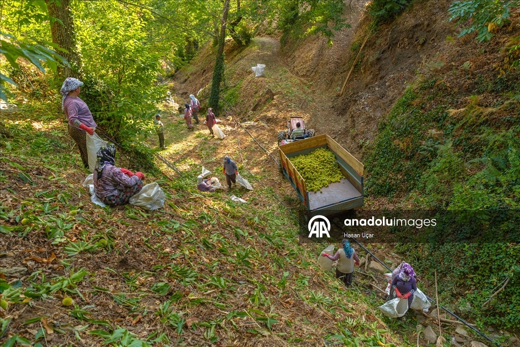 1161 rakımlı Kemer Mahallesi’nde kestane hasadı başladı