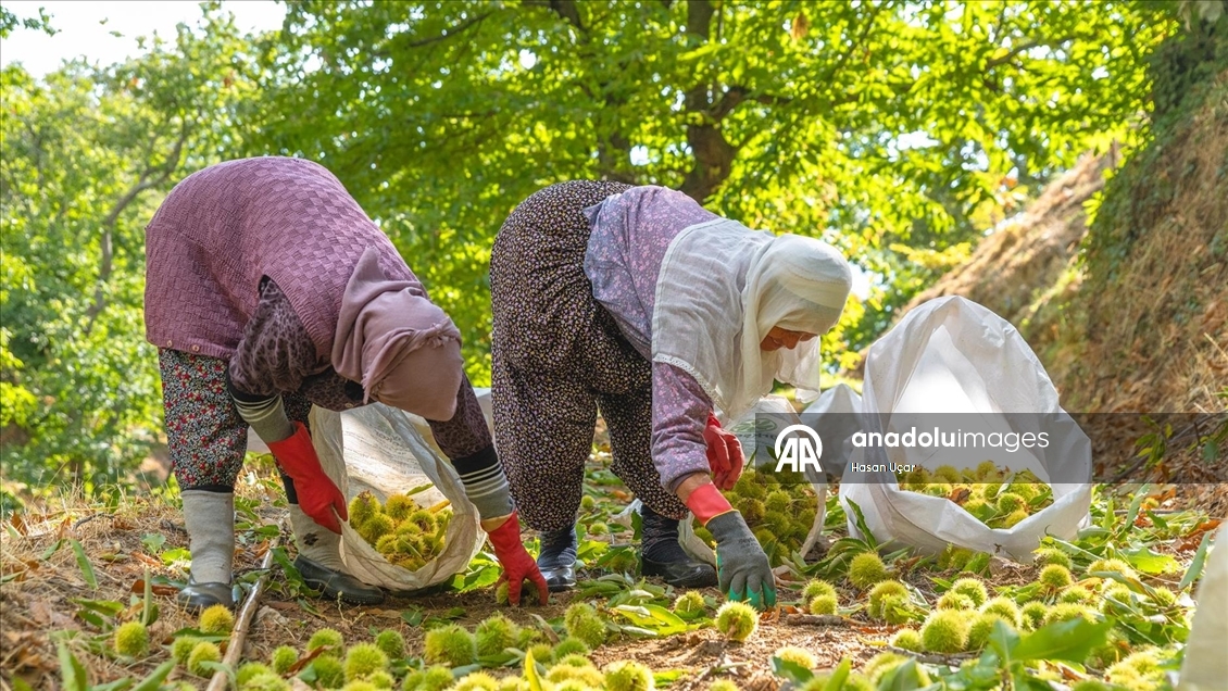 1161 rakımlı Kemer Mahallesi’nde kestane hasadı başladı