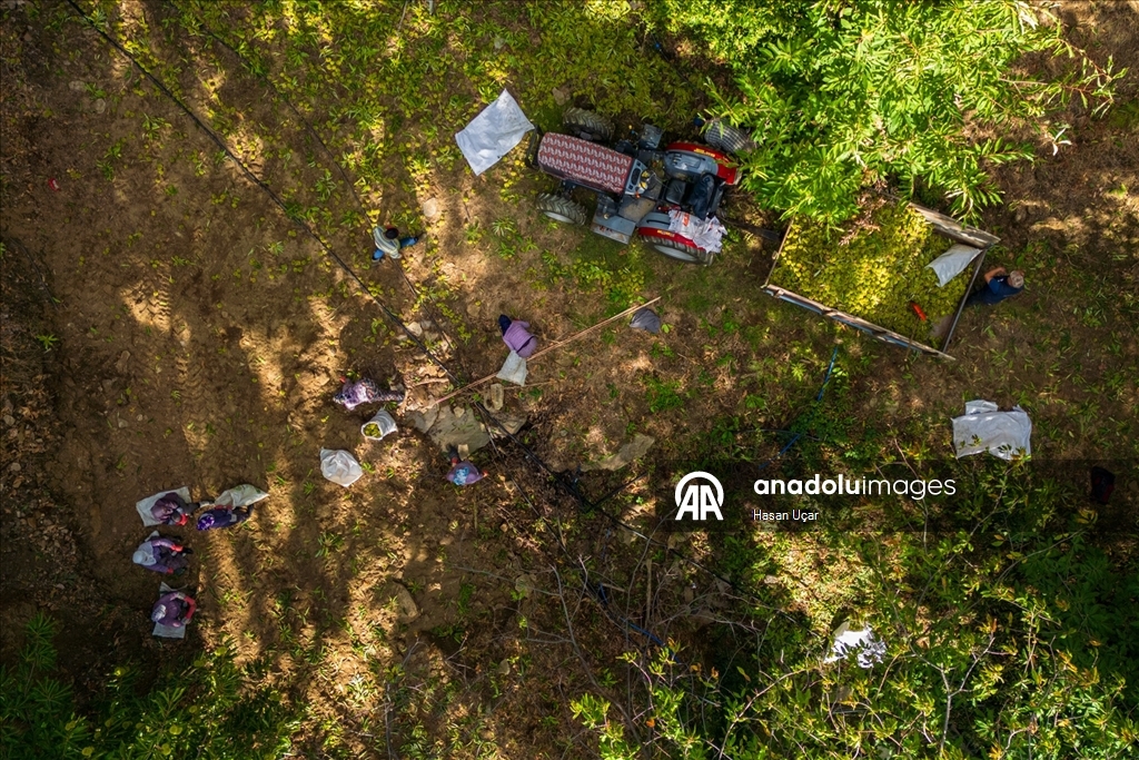 1161 rakımlı Kemer Mahallesi’nde kestane hasadı başladı