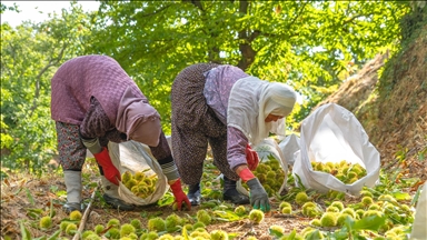 1161 rakımlı Kemer Mahallesi’nde kestane hasadı başladı