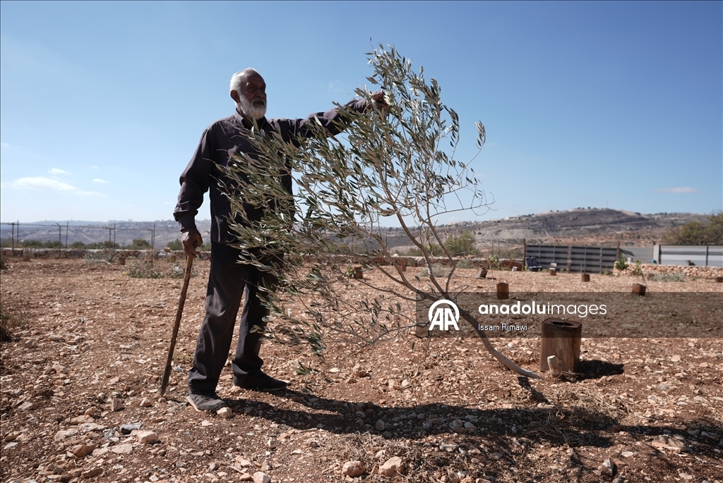 برقا الفلسطينية.. جني الزيتون تحت اعتداءات المستوطنين