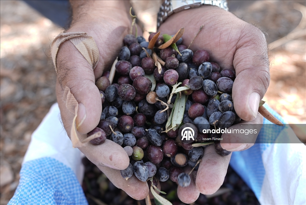 برقا الفلسطينية.. جني الزيتون تحت اعتداءات المستوطنين
