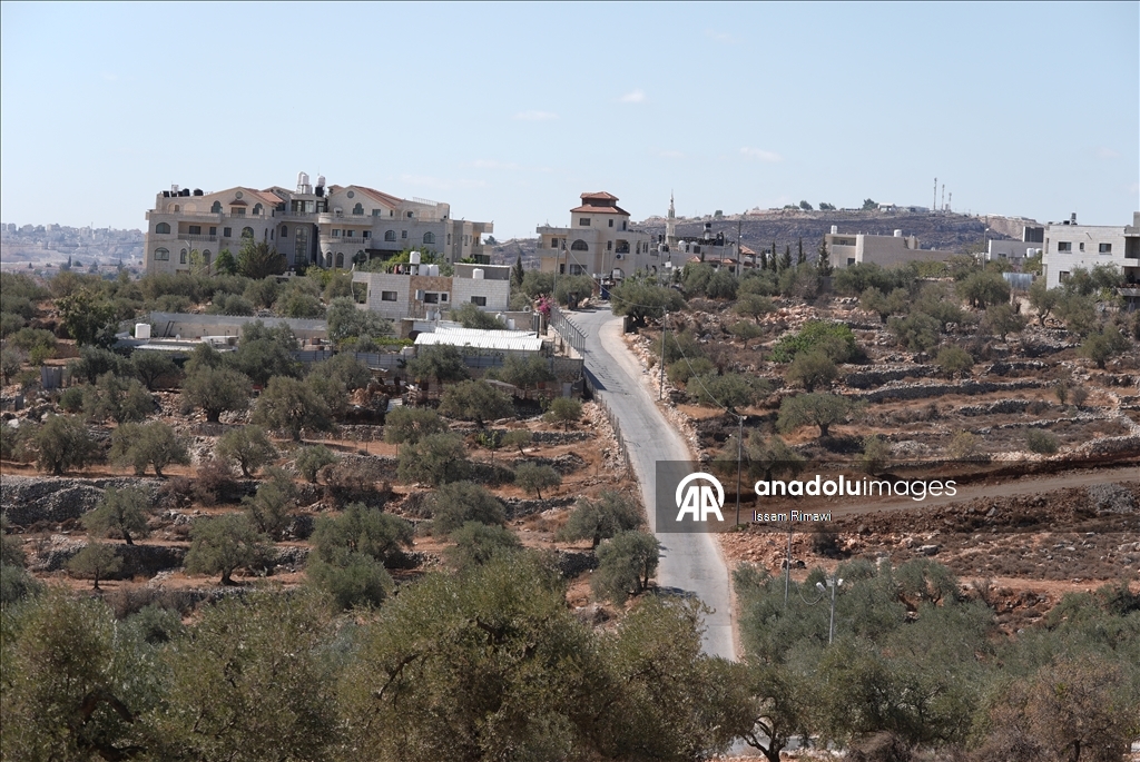 برقا الفلسطينية.. جني الزيتون تحت اعتداءات المستوطنين