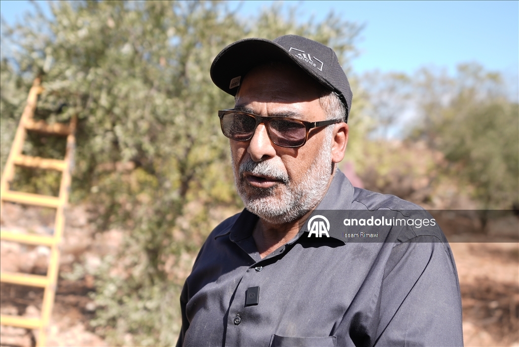 برقا الفلسطينية.. جني الزيتون تحت اعتداءات المستوطنين