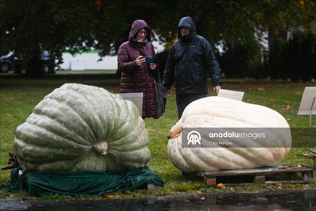Heaviest pumpkin contest in Poland