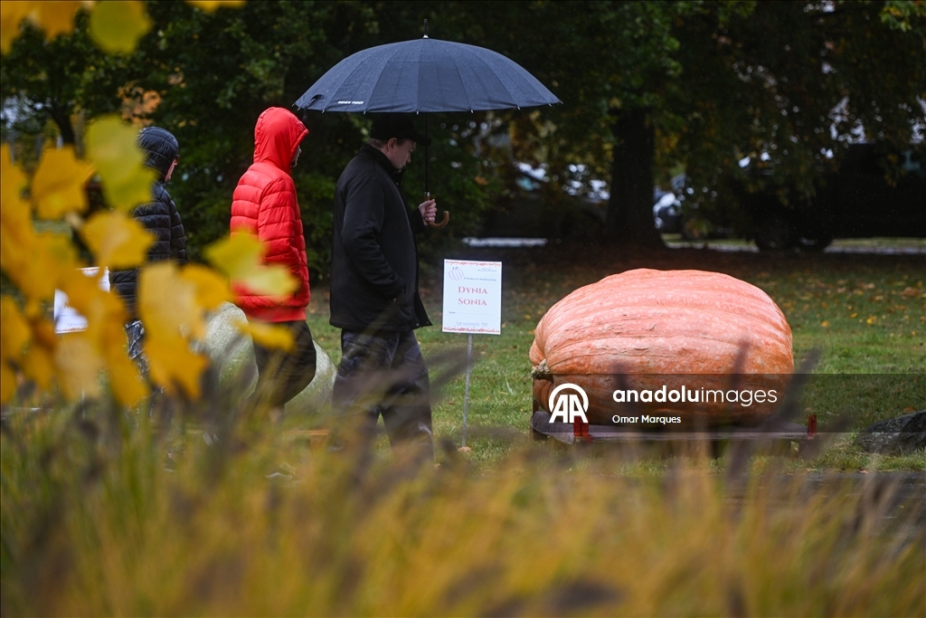 Heaviest pumpkin contest in Poland