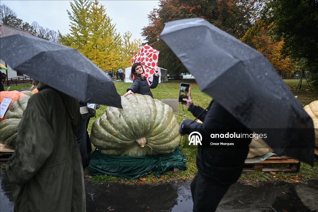 Heaviest pumpkin contest in Poland