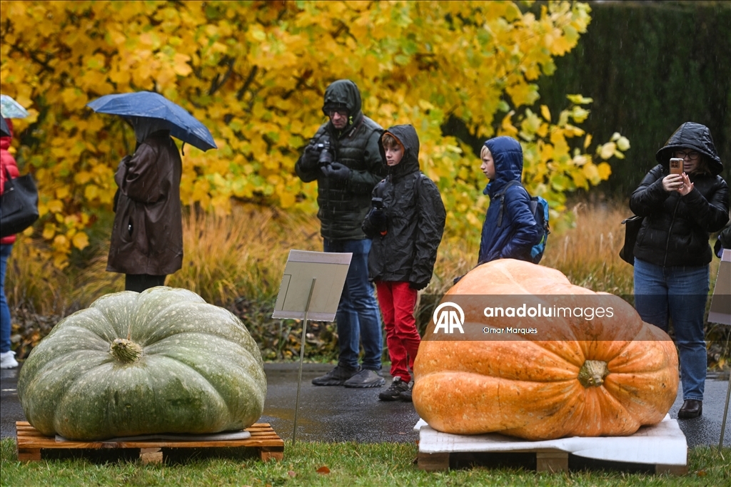Heaviest pumpkin contest in Poland