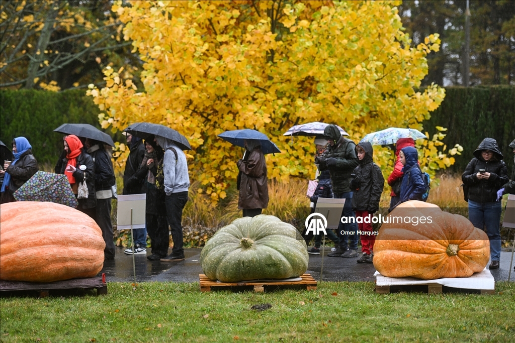 Heaviest pumpkin contest in Poland