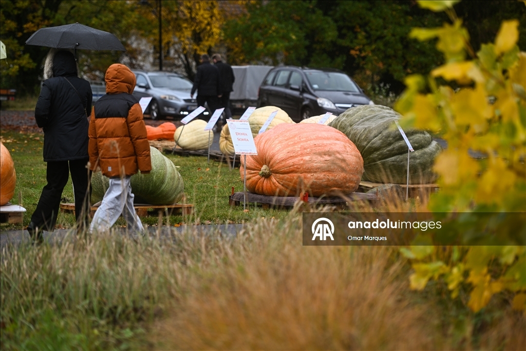 Heaviest pumpkin contest in Poland