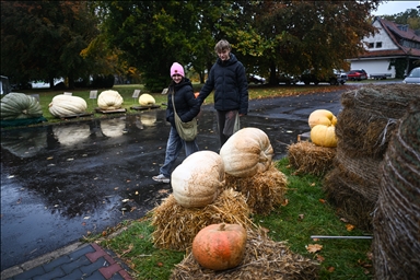 Heaviest pumpkin contest in Poland