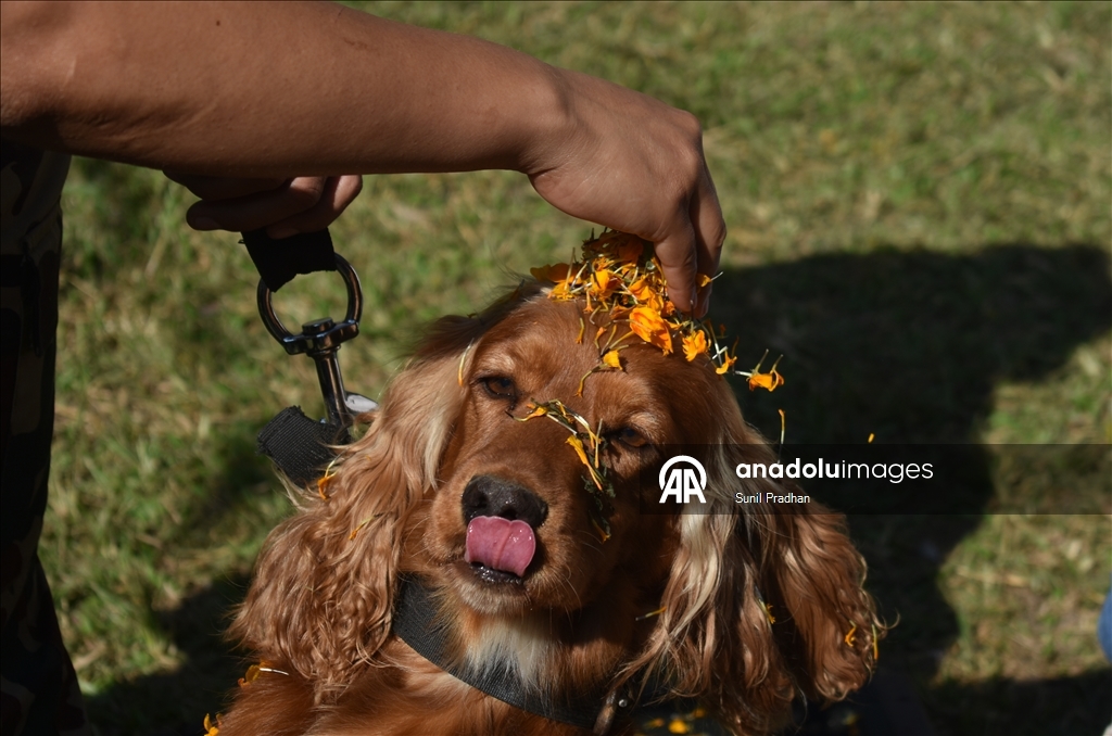 Dog Festival in Nepal