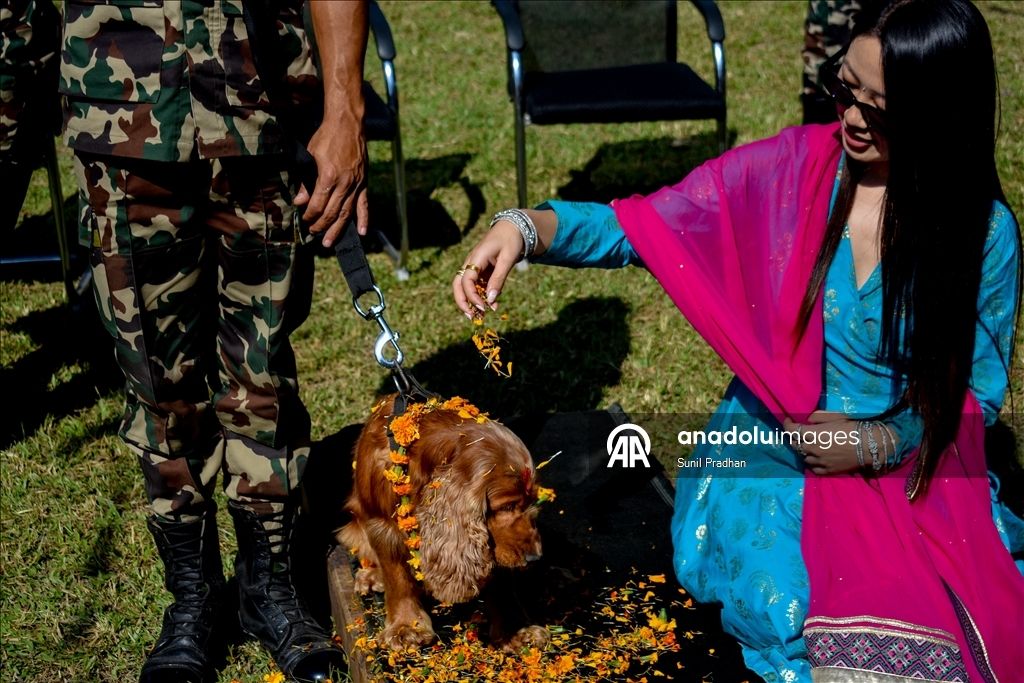 Dog Festival in Nepal
