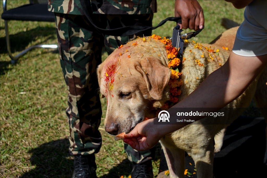 Dog Festival in Nepal
