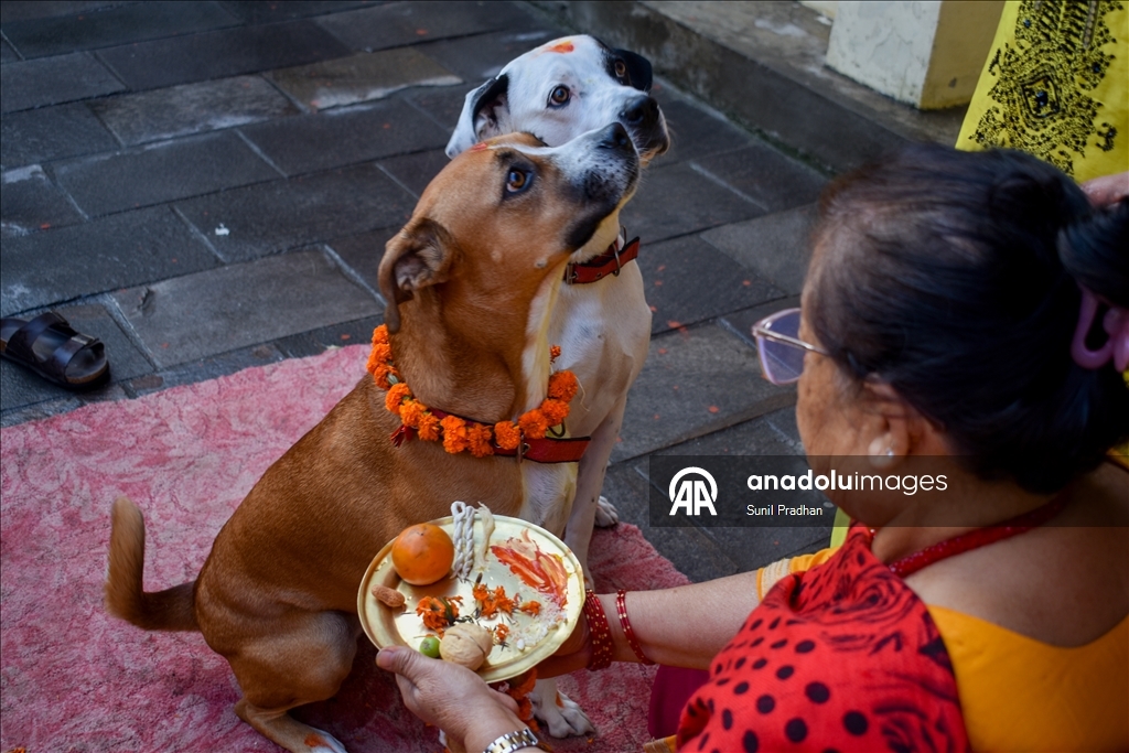 Dog Festival in Nepal