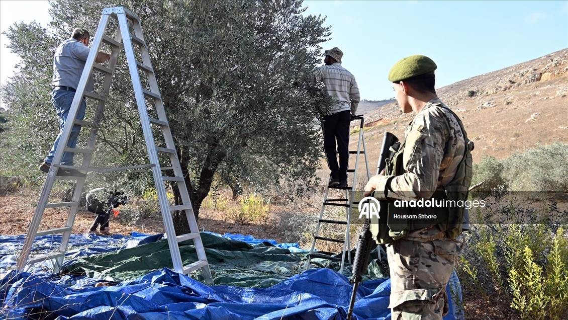 İsrail saldırıları Lübnanlıların zeytin hasadını engelliyor