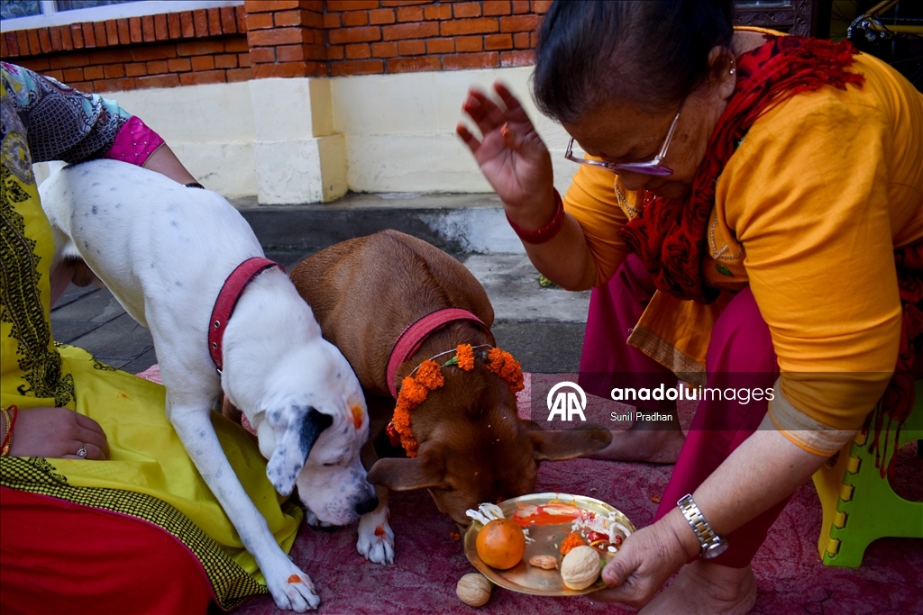 Dog Festival in Nepal