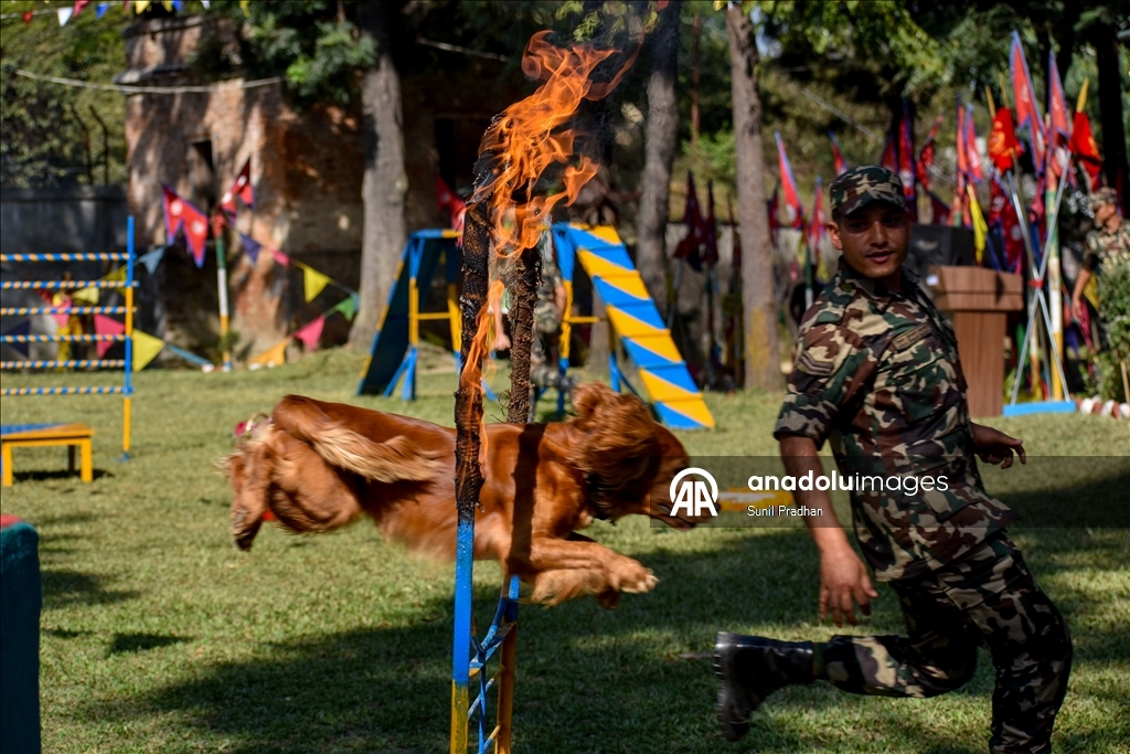 Dog Festival in Nepal
