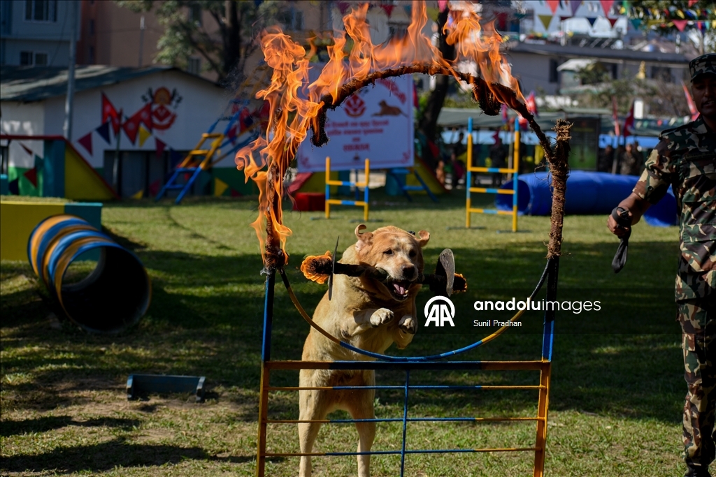 Dog Festival in Nepal