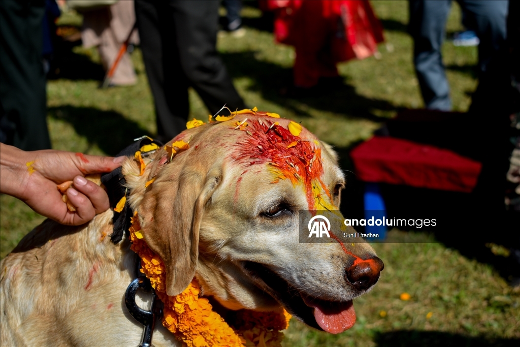 Dog Festival in Nepal