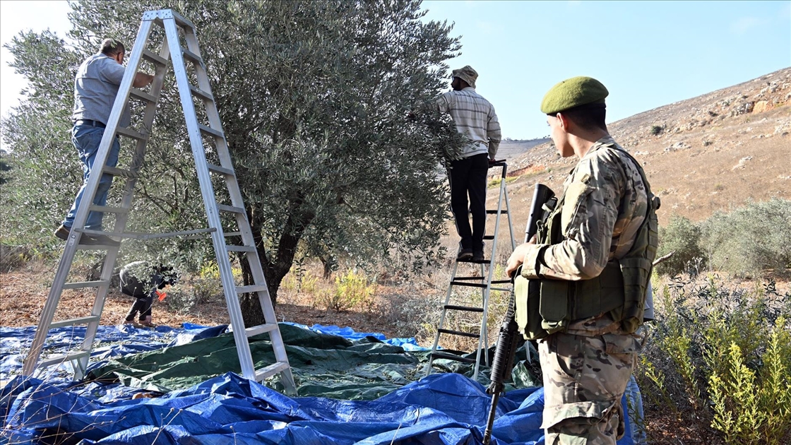 İsrail saldırıları Lübnanlıların zeytin hasadını engelliyor