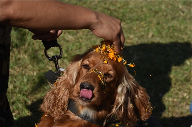 Dog Festival in Nepal