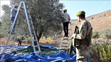 İsrail saldırıları Lübnanlıların zeytin hasadını engelliyor