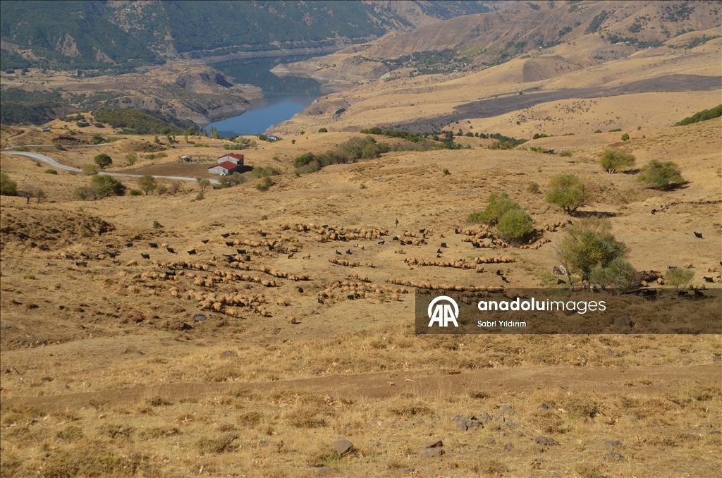 Muş'ta göçerler havanın soğumasıyla dönüş yolculuğuna başladı