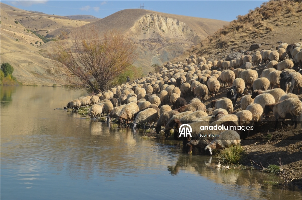 Muş'ta göçerler havanın soğumasıyla dönüş yolculuğuna başladı