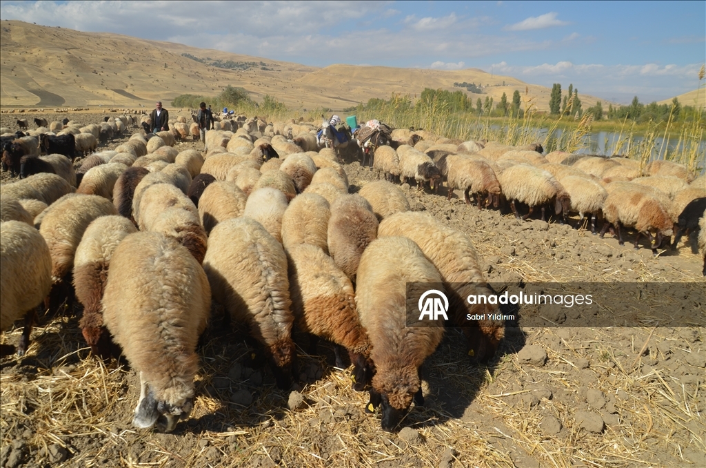 Muş'ta göçerler havanın soğumasıyla dönüş yolculuğuna başladı